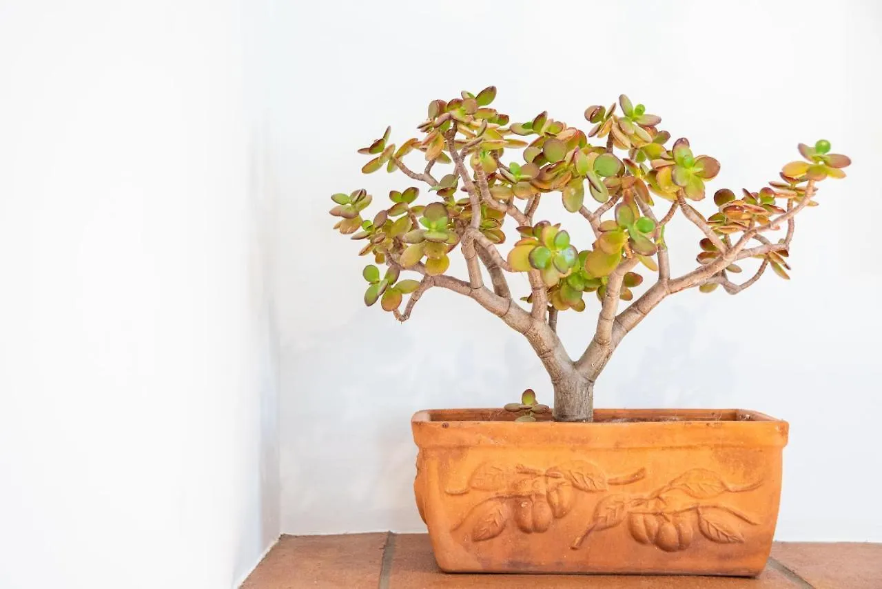 Ferienwohnung Apartamento La Plaza By La Juderia De Vejer Vejer de la Frontera Spanien